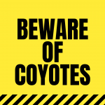 Beware of coyotes in Toronto